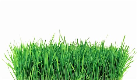 simsearch:400-05731622,k - green grass on white background Stock Photo - Budget Royalty-Free & Subscription, Code: 400-04709848
