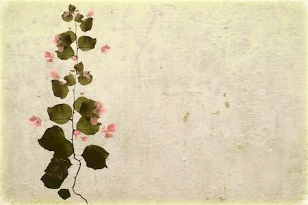 petal on stone - Bougainvillea on white washed plaster with copy space Stock Photo - Budget Royalty-Free & Subscription, Code: 400-04700223