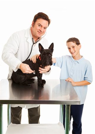 schottischer terrier - Veterinarian listens to dog's heart beat while young owner looks on.  White background. Stockbilder - Microstock & Abonnement, Bildnummer: 400-04700635