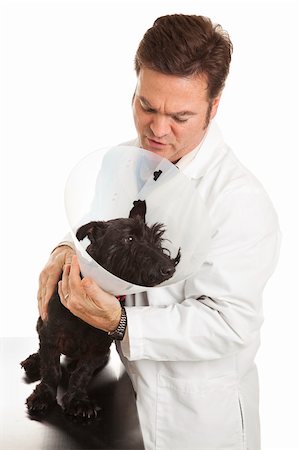 schottischer terrier - Veterinarian calming down a nervous Scotty in a protective Elizabethan collar.  Isolated on white. Stockbilder - Microstock & Abonnement, Bildnummer: 400-04700636