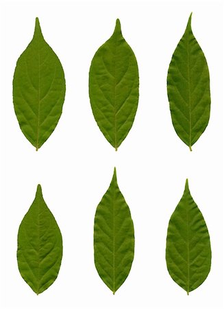 simsearch:400-07676525,k - Leaves of a wisteria isolated on white. Stockbilder - Microstock & Abonnement, Bildnummer: 400-04700648