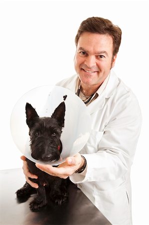 schottischer terrier - Veterinarian putting dog in a protective "Elizabethan collar".  Isolated on white. Stockbilder - Microstock & Abonnement, Bildnummer: 400-04700640