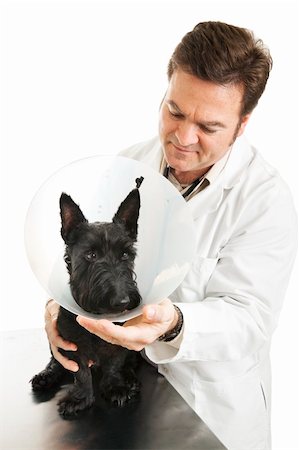 schottischer terrier - Veterinarian putting an Elizabethan protective collar on a dog.  Isolated on white. Stockbilder - Microstock & Abonnement, Bildnummer: 400-04700641