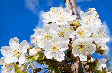 simsearch:400-04546056,k - Close up shot of white cherry blossoms with blue sky Stock Photo - Budget Royalty-Free & Subscription, Code: 400-04700666