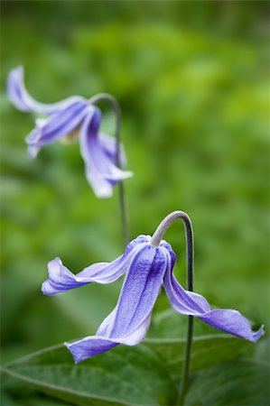 Beautiful blue  Clematis integrifolia  flowers with green foliage Stock Photo - Budget Royalty-Free & Subscription, Code: 400-04700667