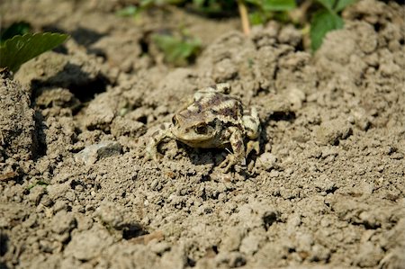 simsearch:400-04442300,k - Frog with camouflage colors on the ground Photographie de stock - Aubaine LD & Abonnement, Code: 400-04700812