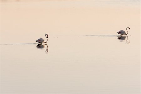 flamenco rosa - Two pink flamingos in the morning and their reflections on a pond. Foto de stock - Super Valor sin royalties y Suscripción, Código: 400-04701098