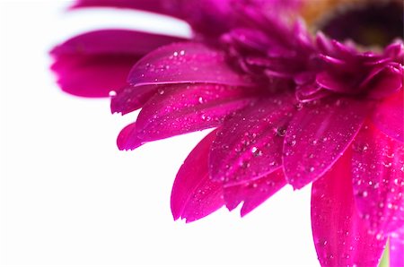 simsearch:400-04432314,k - Close up Red Gerber Daisy. Shallow depth of field. Stock Photo - Budget Royalty-Free & Subscription, Code: 400-04701363