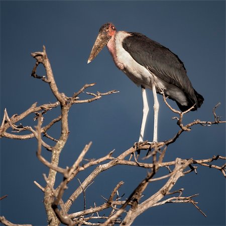 Marabou Stork, Serengeti National Park, Serengeti, Tanzania, Africa Stock Photo - Budget Royalty-Free & Subscription, Code: 400-04701377
