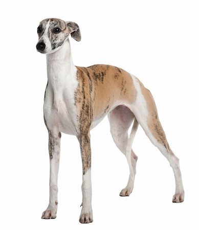 Young Whippet, 8 months old, standing in front of white background Photographie de stock - Aubaine LD & Abonnement, Code: 400-04701406