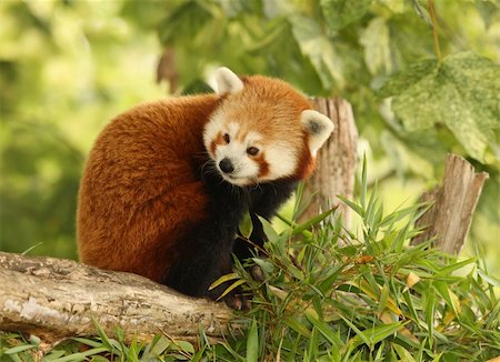 red pandas - Portrait of a Red Panda eating bamboo Stock Photo - Budget Royalty-Free & Subscription, Code: 400-04702130