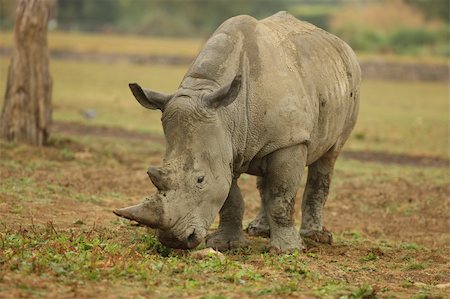 simsearch:400-04455503,k - Portrait of a White Rhino Stock Photo - Budget Royalty-Free & Subscription, Code: 400-04702133
