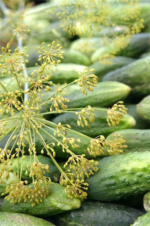 simsearch:400-04709478,k - Cucumbers and dill ready for pickle making Foto de stock - Super Valor sin royalties y Suscripción, Código: 400-04702491