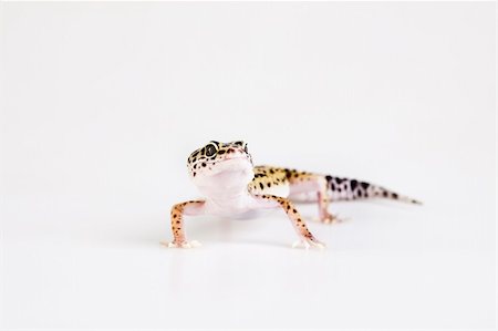 simsearch:400-04000990,k - Gecko reptile lizard Stock Photo - Budget Royalty-Free & Subscription, Code: 400-04702554