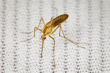 The mosquito has bitten through a fabric and sucks blood - a macro-photo Foto de stock - Royalty-Free Super Valor e Assinatura, Número: 400-04702762