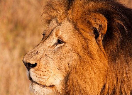 scars - A close-up head shot of a mature male lion (panthera leo) in the wild in South Africa seen while on safari on a game preserve. Scars on his nose show past battles. Stock Photo - Budget Royalty-Free & Subscription, Code: 400-04703541