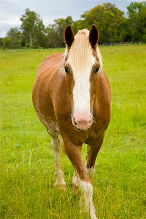 horse walking towards me in green paddock Stock Photo - Budget Royalty-Free & Subscription, Code: 400-04703647
