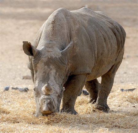 simsearch:400-04269229,k - Thick-skinned and big, white rhinoceros in a zoo. Foto de stock - Royalty-Free Super Valor e Assinatura, Número: 400-04703697