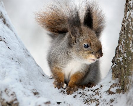 simsearch:400-07675760,k - The squirrel in the winter in a tree fork. Stock Photo - Budget Royalty-Free & Subscription, Code: 400-04703690