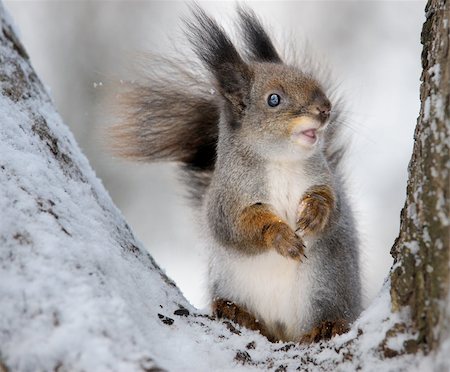 The squirrel in the winter in a tree fork. Stock Photo - Budget Royalty-Free & Subscription, Code: 400-04703691