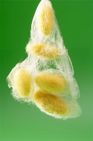 silk thread texture - yellow silkworm cocoon over green on silk worm net Stock Photo - Budget Royalty-Free & Subscription, Code: 400-04703835
