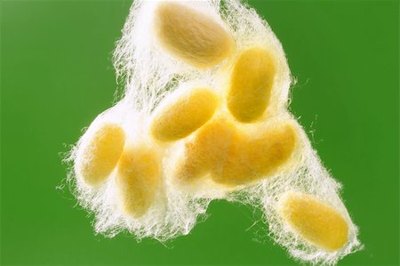 falena - yellow silkworm cocoon over green on silk worm net Fotografie stock - Microstock e Abbonamento, Codice: 400-04703837