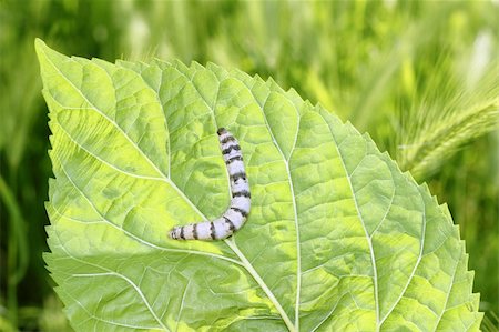 silkworm ringed silk worm eating mulberry green leaf Stock Photo - Budget Royalty-Free & Subscription, Code: 400-04703831