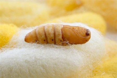 silk thread texture - chrysalis silkworm up over silk worm cocoon Stock Photo - Budget Royalty-Free & Subscription, Code: 400-04703833