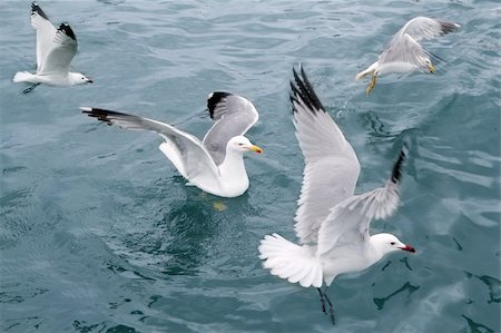 simsearch:400-03939092,k - active sea gulls seagulls over blue sea ocean birds Photographie de stock - Aubaine LD & Abonnement, Code: 400-04703849