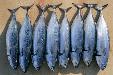 simsearch:400-05332014,k - Auxis thazard fish in a row frigate tuna sport fishing catch Stock Photo - Budget Royalty-Free & Subscription, Code: 400-04703921