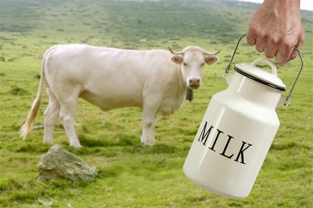 simsearch:400-07658135,k - Milk pot urn on farmer hand with cow in meadow background Photographie de stock - Aubaine LD & Abonnement, Code: 400-04703935