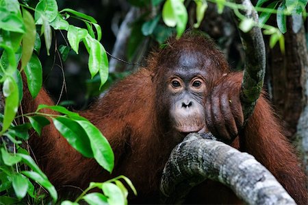 Indonesia, Borneo - Little Orangutan sitting in the trees Foto de stock - Super Valor sin royalties y Suscripción, Código: 400-04714970