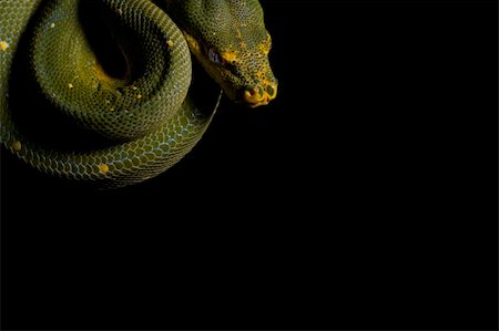 snake on black background - A green tree python snake is getting ready to strike. Foto de stock - Super Valor sin royalties y Suscripción, Código: 400-04715034