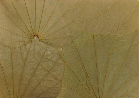 Green leafs texture. Foto de stock - Super Valor sin royalties y Suscripción, Código: 400-04715056