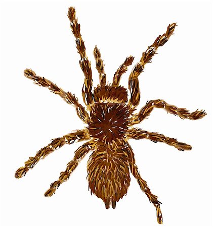 simsearch:400-04645267,k - hand painted tarantulaon white background - illustration Stock Photo - Budget Royalty-Free & Subscription, Code: 400-04715247