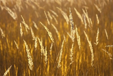 roxxer (artist) - Spikelets of grass forming a natural golden background. Shallow depth of field. Photographie de stock - Aubaine LD & Abonnement, Code: 400-04715254