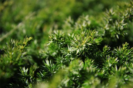 roxxer (artist) - Green background showing vibrant juniper branches. Shallow depth of field. Photographie de stock - Aubaine LD & Abonnement, Code: 400-04715253