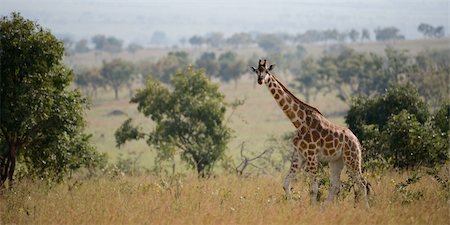 simsearch:400-04604858,k - Giraffe walking about on savanna in a midday sun. Photographie de stock - Aubaine LD & Abonnement, Code: 400-04715307