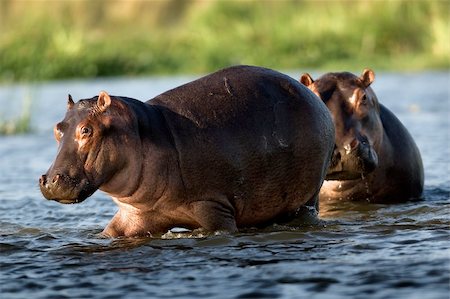 Two hippopotamuses. / The river Zambezi. Zambia. Africa. Stock Photo - Budget Royalty-Free & Subscription, Code: 400-04715311
