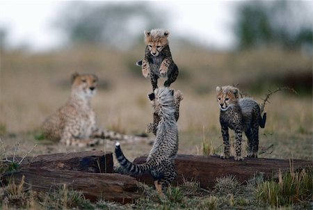 simsearch:400-04715312,k - Small kittens of a cheetah play leapfrog on supervision of mum. Photographie de stock - Aubaine LD & Abonnement, Code: 400-04715312