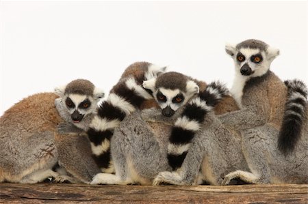 A family of Ring Tailed Lemurs sat on a log Foto de stock - Super Valor sin royalties y Suscripción, Código: 400-04715534
