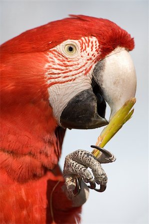 Colorful parrot eating and looking at the camera, close up. Foto de stock - Super Valor sin royalties y Suscripción, Código: 400-04715619