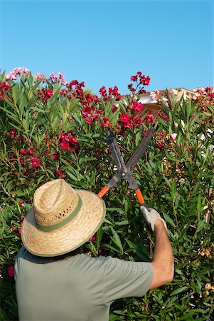 rose bay - Gardener pruning a flowering oleander hedge with pruning shears Foto de stock - Royalty-Free Super Valor e Assinatura, Número: 400-04715640