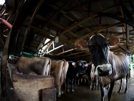 Cow in a herd waiting to be milked on Costa Rican dairy farm Photographie de stock - Aubaine LD & Abonnement, Code: 400-04715956