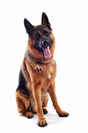 police dog - purebred german shepherd  on a white background Stock Photo - Budget Royalty-Free & Subscription, Code: 400-04715987