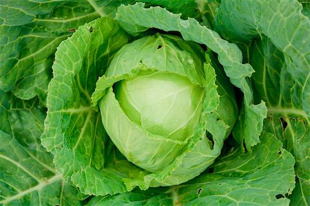 Cabbage Stock Photo - Budget Royalty-Free & Subscription, Code: 400-04716033