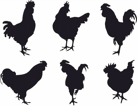 Set of cockerel vectors. To see similar, please VISIT MY PORTFOLIO Stock Photo - Budget Royalty-Free & Subscription, Code: 400-04716166