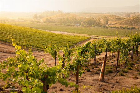 simsearch:632-02690346,k - Beautiful Lush Grape Vineyard In The Morning Mist and Sun with Room for Your Own Text. Stock Photo - Budget Royalty-Free & Subscription, Code: 400-04716175