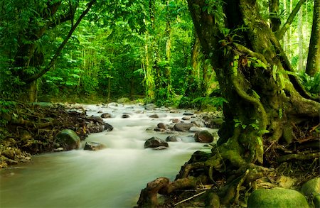 simsearch:862-03364346,k - Tropical rainforest and river at Selangor State, Malaysia, Asia. Photographie de stock - Aubaine LD & Abonnement, Code: 400-04716201