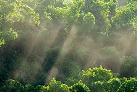 Sunlight in forest and trees, dramatic nature landscape in Taiwan, Asia. Stock Photo - Budget Royalty-Free & Subscription, Code: 400-04716310